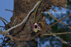 Luisia macrantha